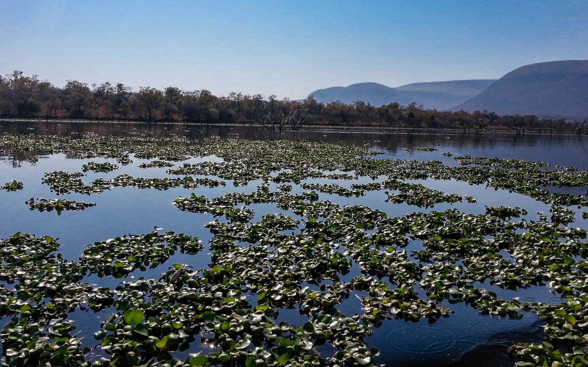 Olifants River filled with water lillies