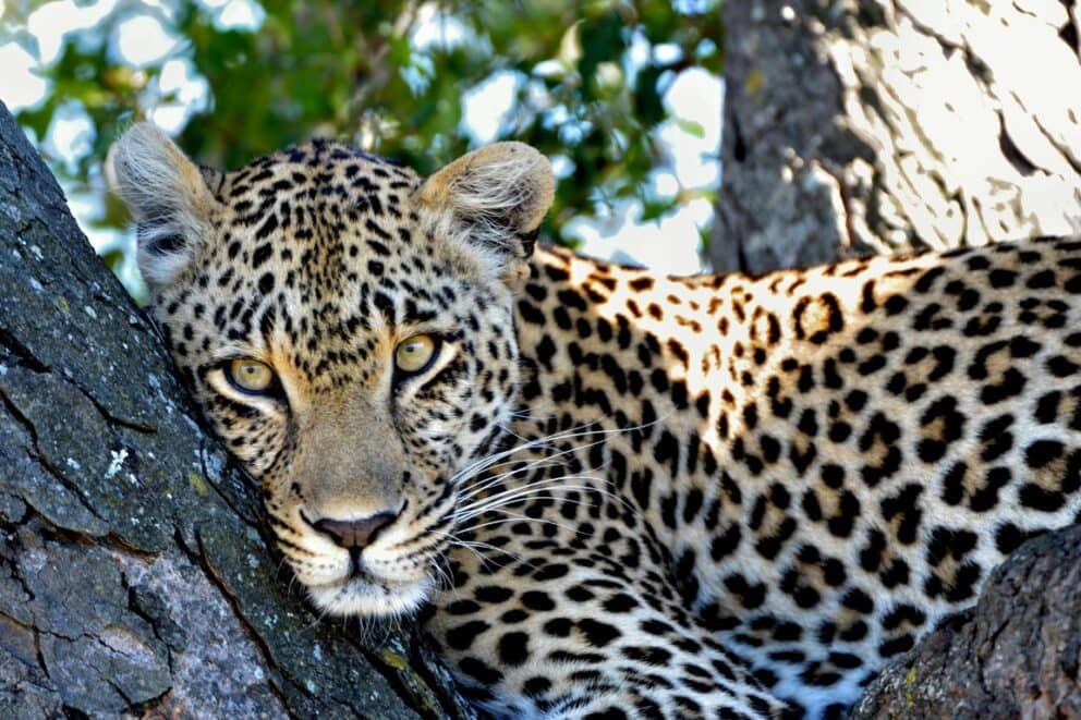 leopard in a tree in sabi sands