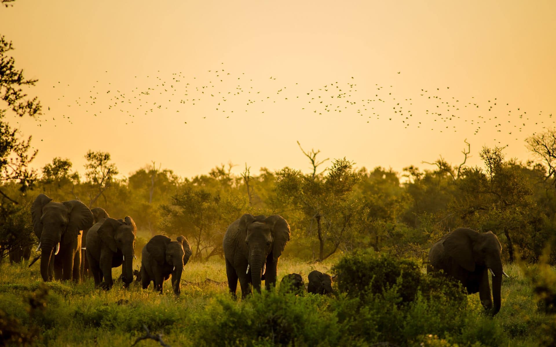 Elephants at sunset in kruger park