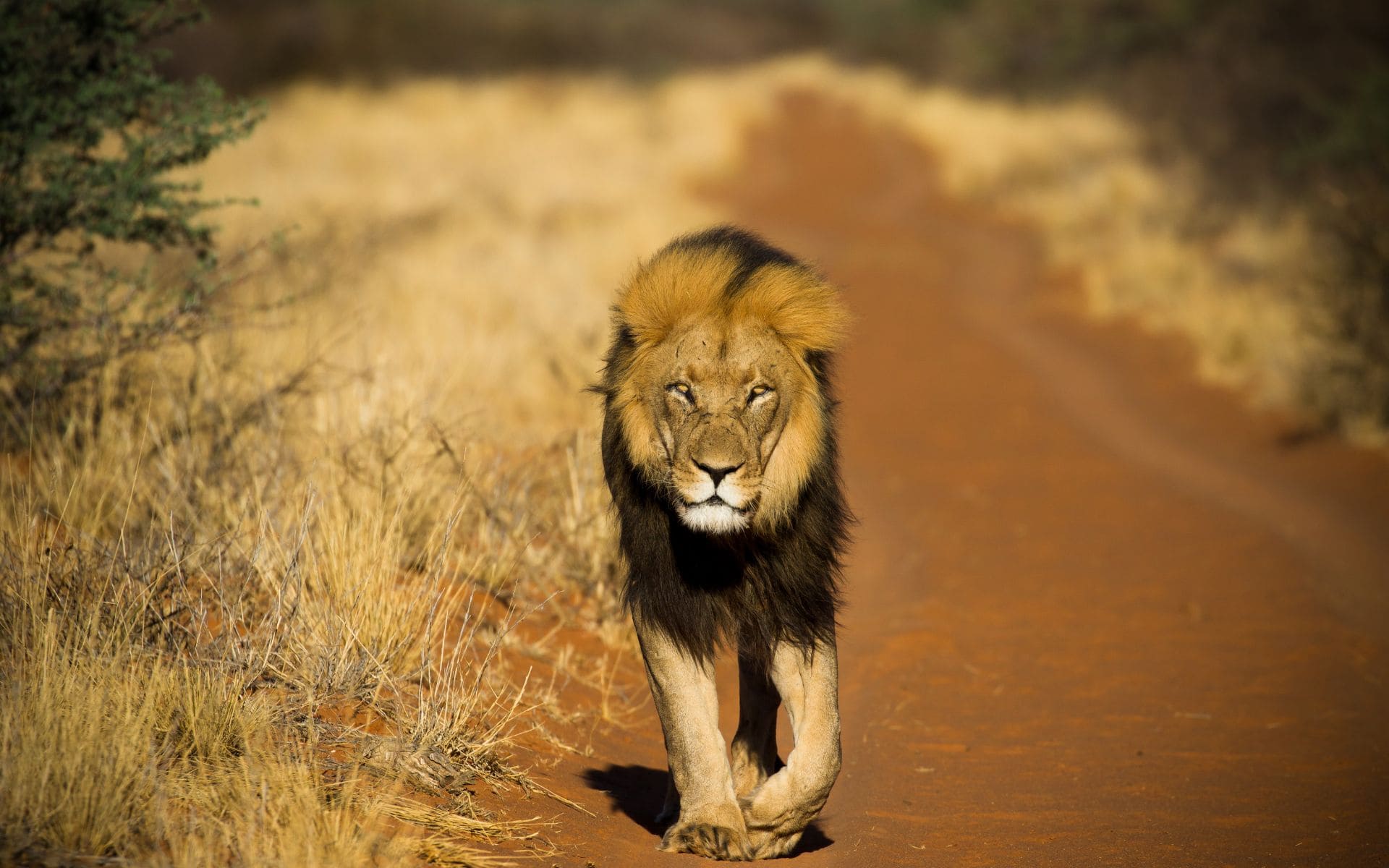 black-maned Kalahari lion