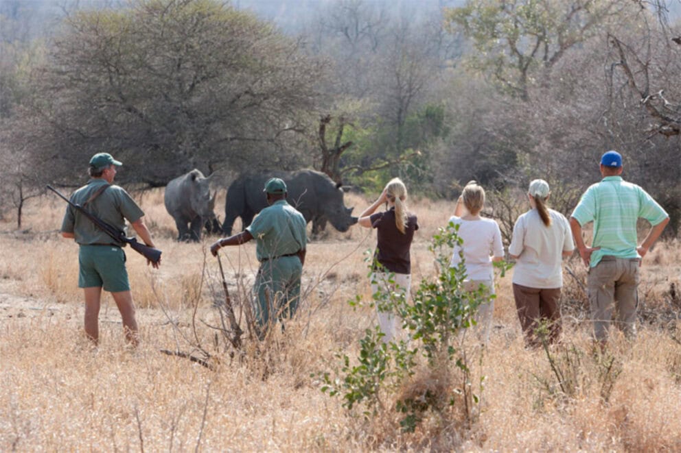 Guests on a guided walking safari observing a pair of rhinos in the distance near Plains Camp at Rhino Walking Safaris in Kruger National Park, South Africa.
