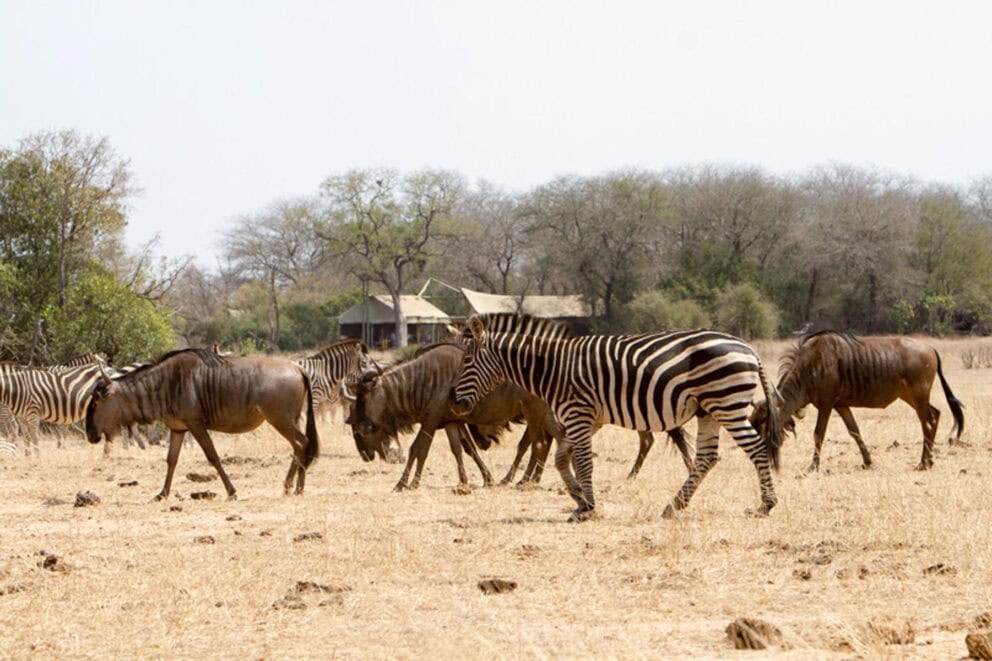 View of Zebras from camp Photo: Rhino Walking Safaris