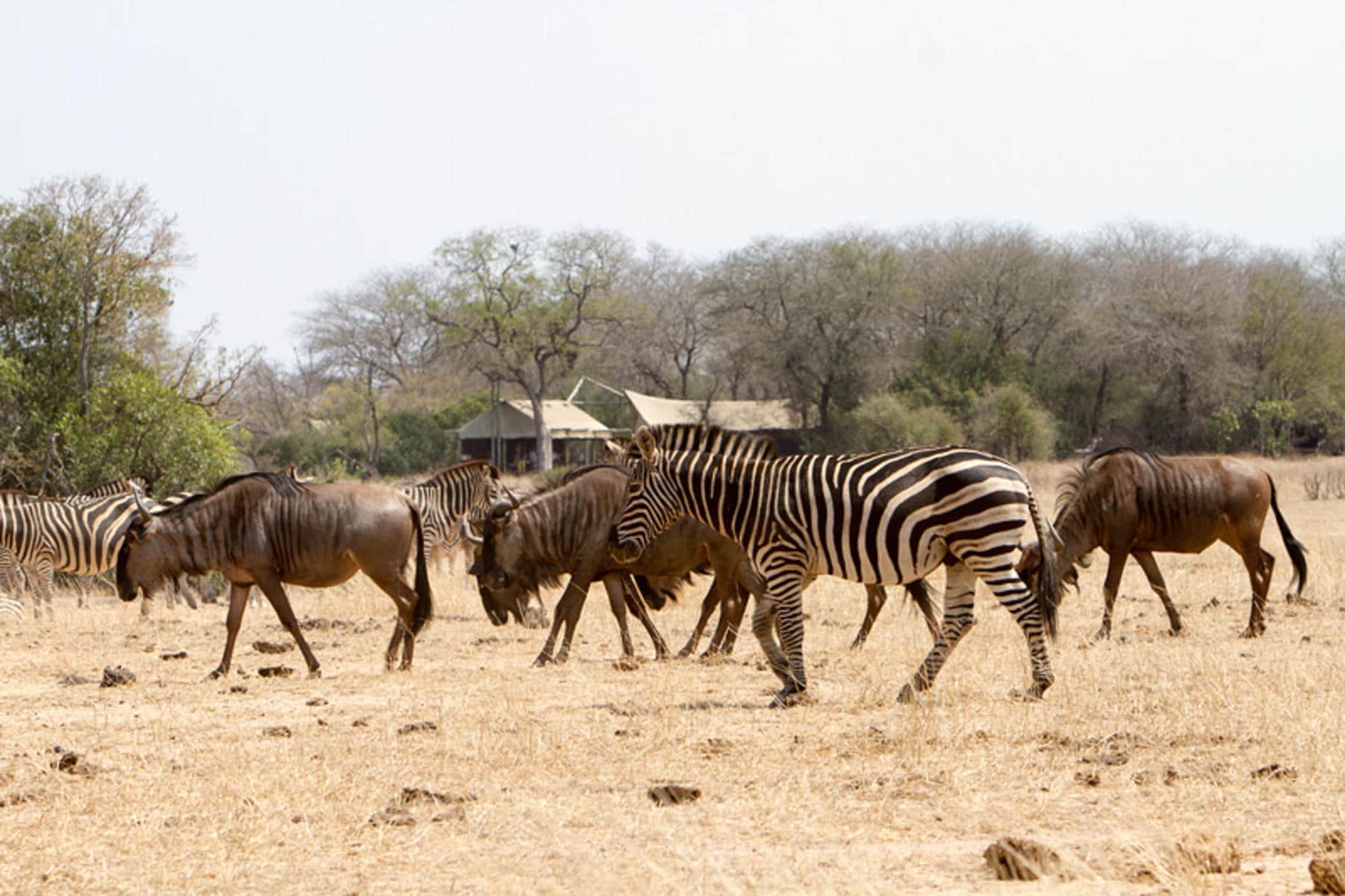 A herd of zebras, a common South Africa wildlife species.