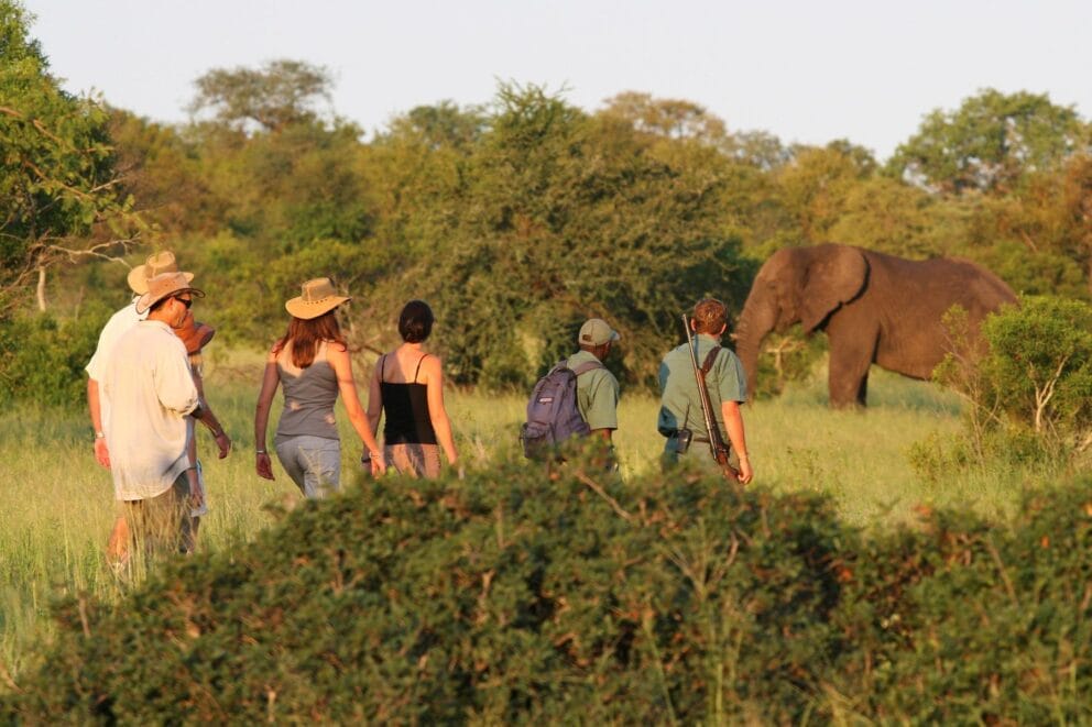 Guests on a guided walking safari, walking in a single line behind their guide at Plains Camp at Rhino Walking Safaris in Kruger National Park, South Africa.