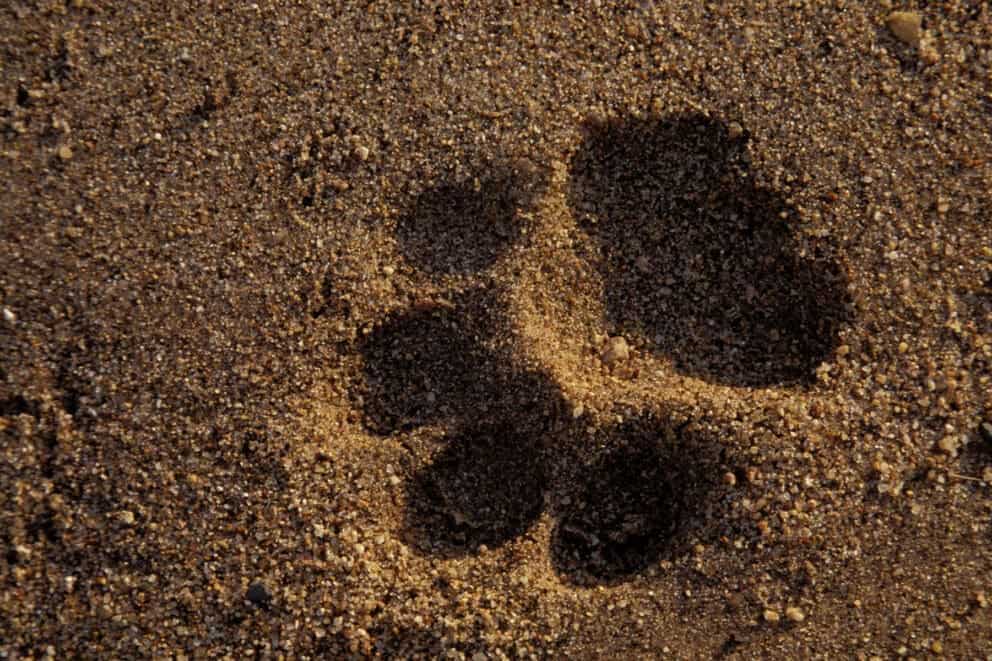 The shape of an animal track in the sand near Plains Camp at Rhino Walking Safaris in Kruger National Park, South Africa.