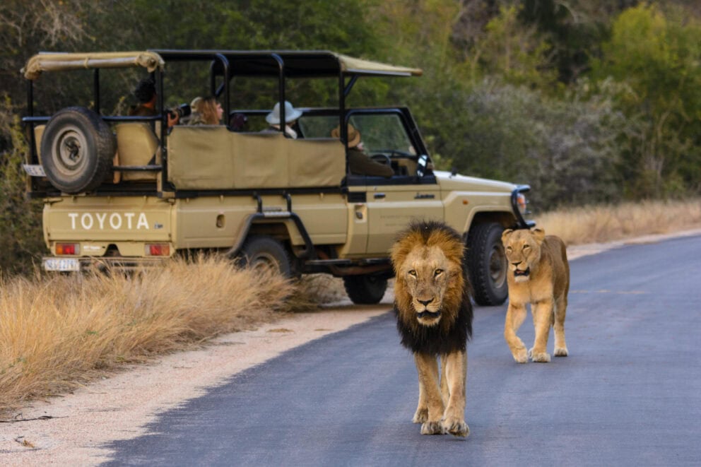 Lions on the road, during a game drive as part of an African lion safari