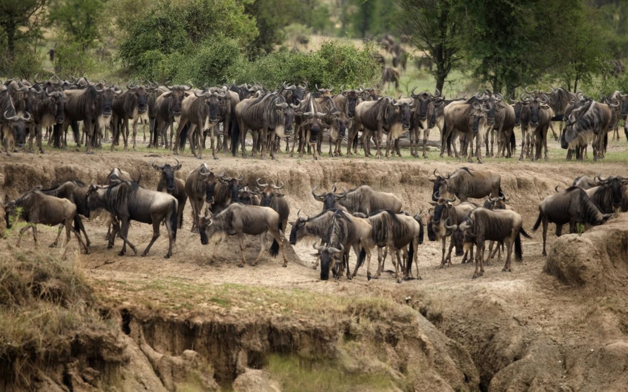 Wildebeest in Serengeti National Park