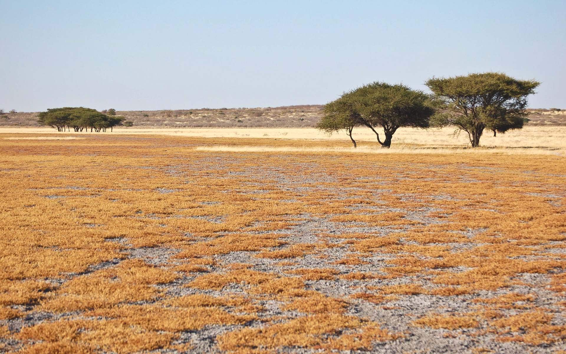 Kalahari Desert in Botswana 