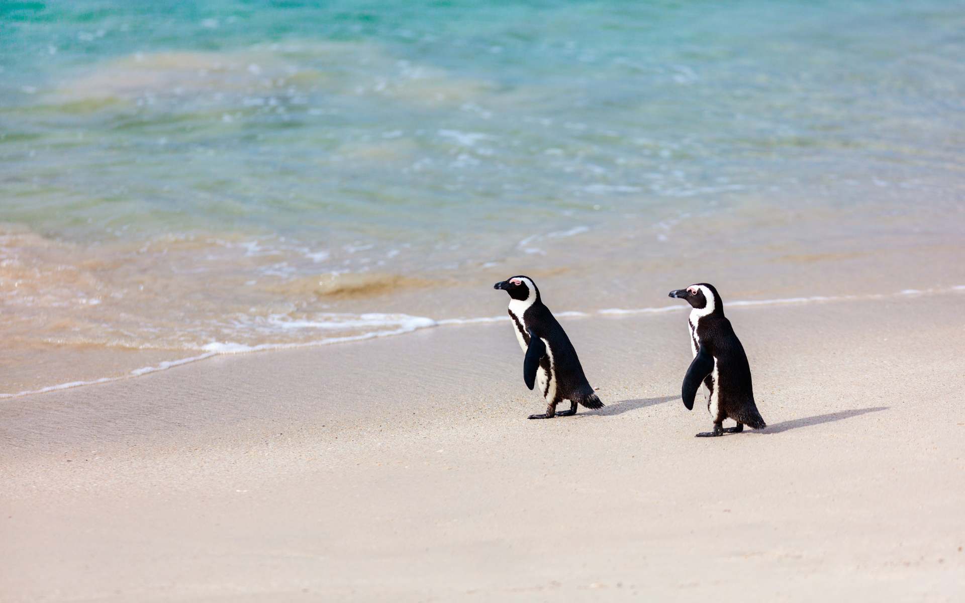 Two African Penguins standing at the edge of the beach. The water is clear and blue.