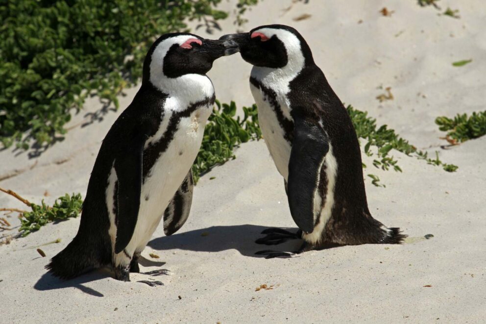 Two African penguins with their eyes closed standing on a white, sandy beach with their eyes closed. They looks like they are about to kiss. 
