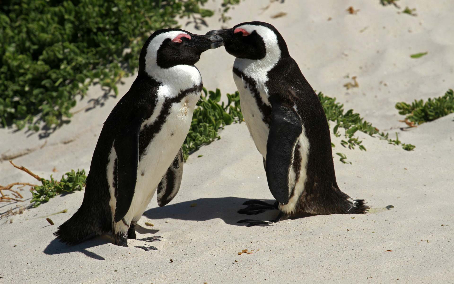 Two African penguins with their eyes closed standing on a white, sandy beach with their eyes closed. They looks like they are about to kiss.