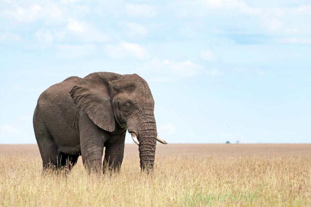 A single elephant in the Masai Mara, Kenya Photo: pilesasmiles via Getty