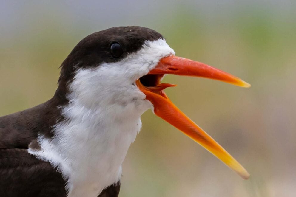 African Skimmer | Photo: DaBearMedia via Getty