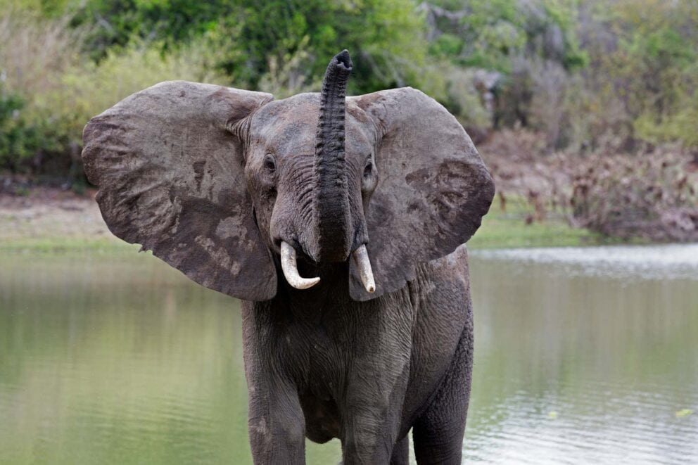 Elephant at the Nyerere National Park, Tanzania | Photo: JJS-Pepite via Getty