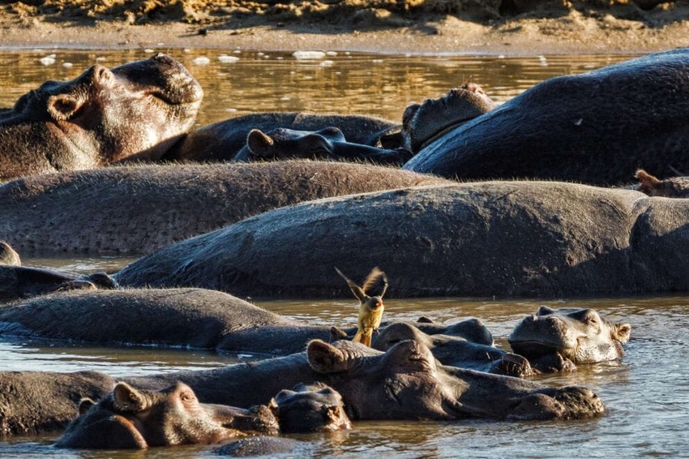 Hippos in South Luangwa National Park, Zambia | Photo: Andre Erlich