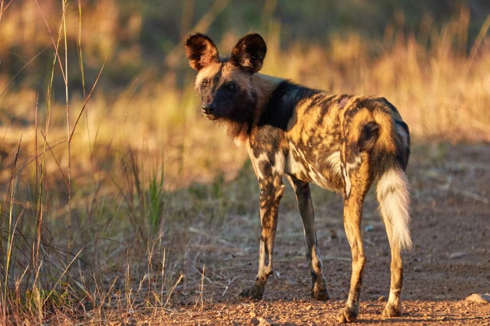 African Wild Dog in Kafue National Park, Zambia | Photo: lennjo via Getty