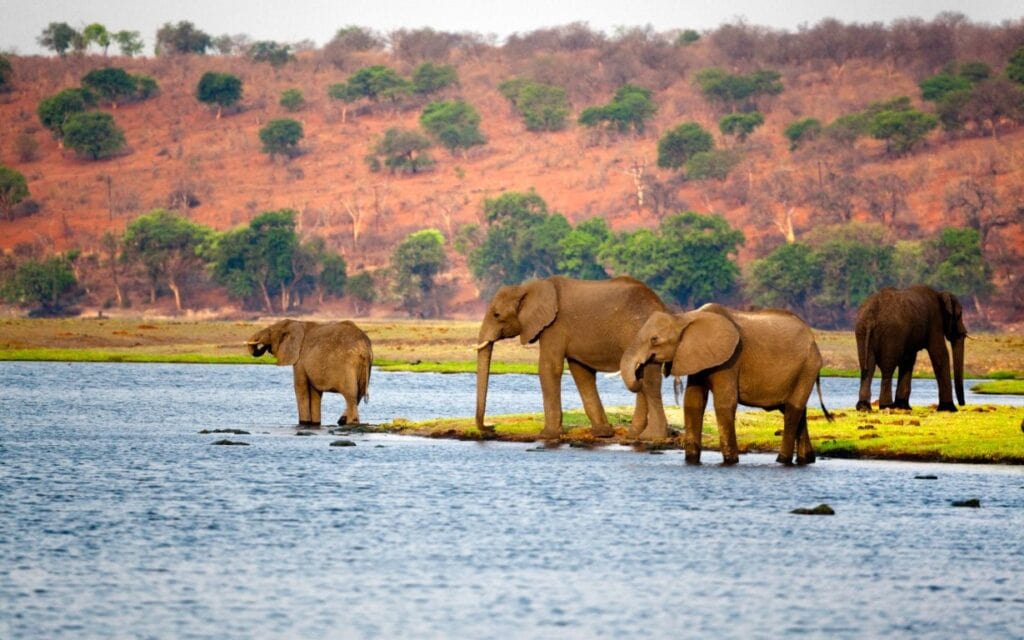 Elephants at the Chobe River in Botswana.