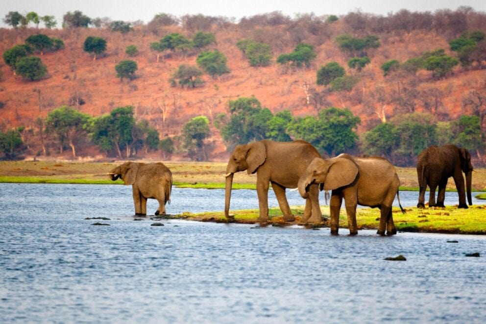 Elephants at the Chobe River in Botswana | Photo: nocolemargaret via Getty
