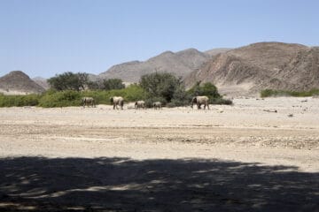 Hoanib Desert