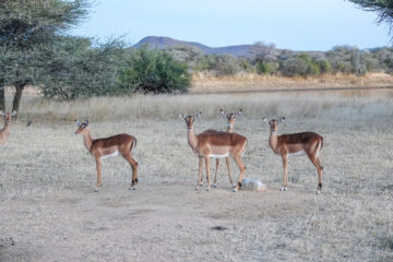 Okonjima Nature Reserve