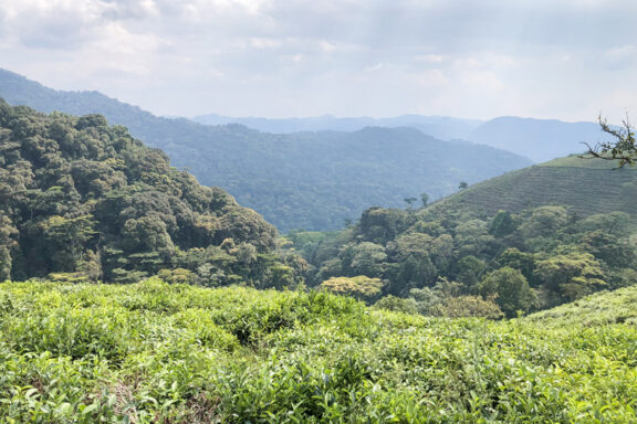 View of Bwindi Impenetrable Forest near Erebero Hills, Uganda.