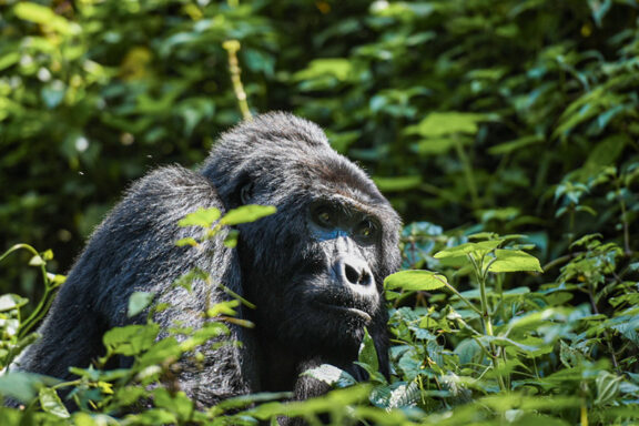 A mountain gorilla sitting in the dense greenery of Bwindi Impenetrable Forest near Erebero Hills, Uganda