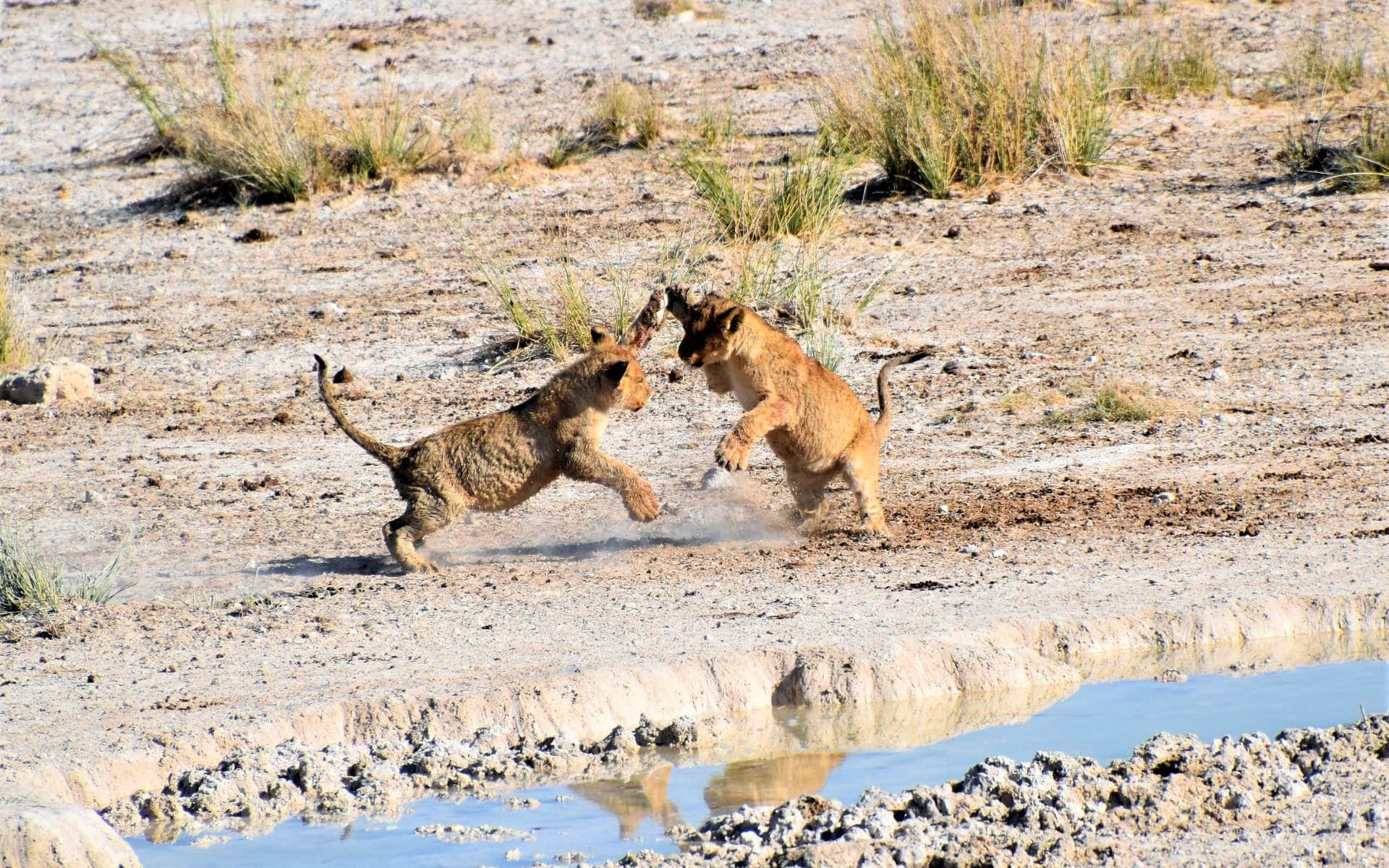 Two lion clubs playing at a waterhole in Etosha National Park, Namibia | Photo: Josh Mitchell via Getty