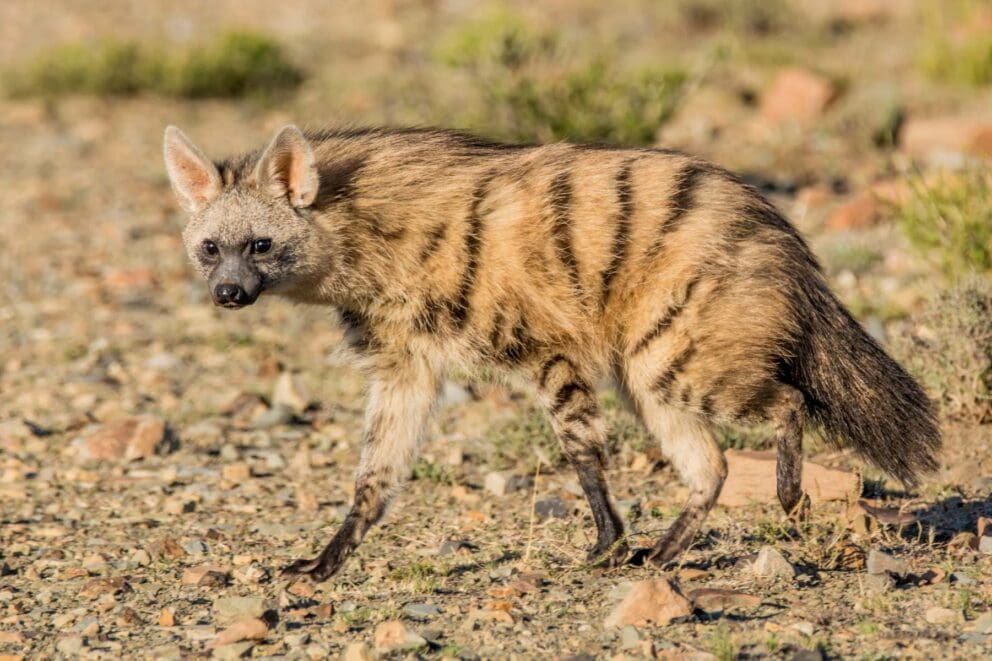 An aardwolf walking through the bush
