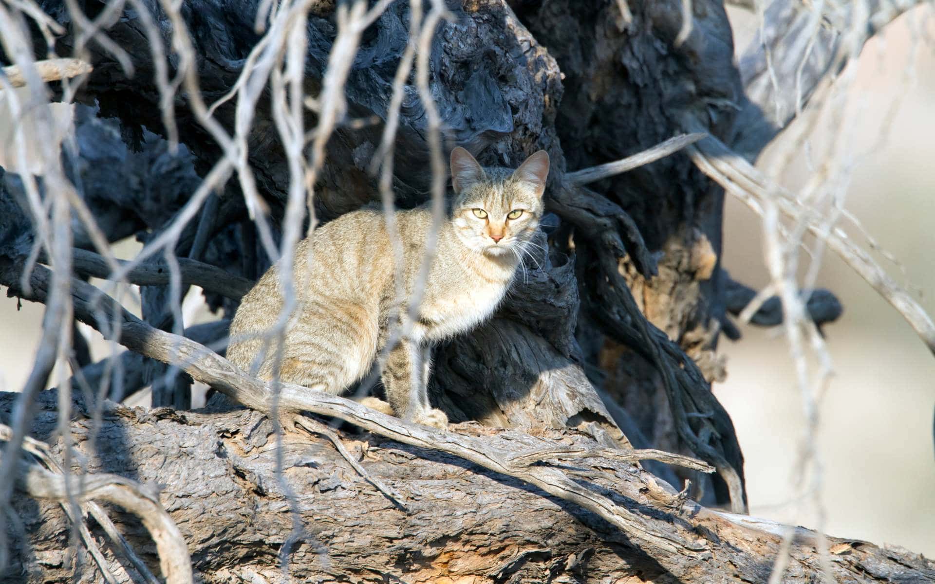 African wild cat in Kgalagadi Transfrontier Park | Photo: Angelika via Getty