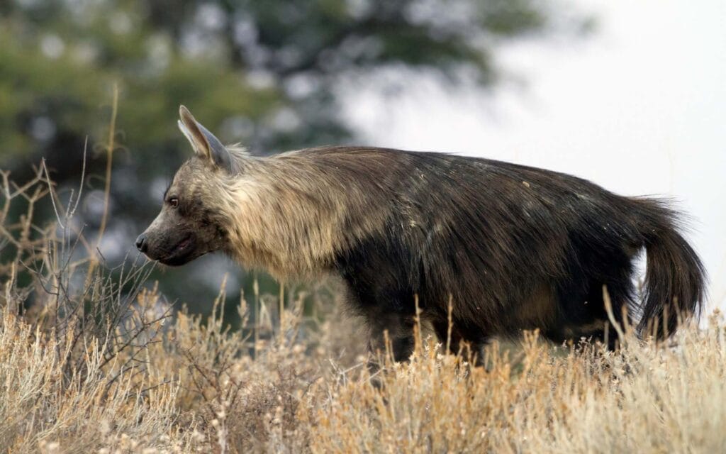 Brown Hyena in Kgalagadi Transfrontier Park | Photo: Angelika via Getty