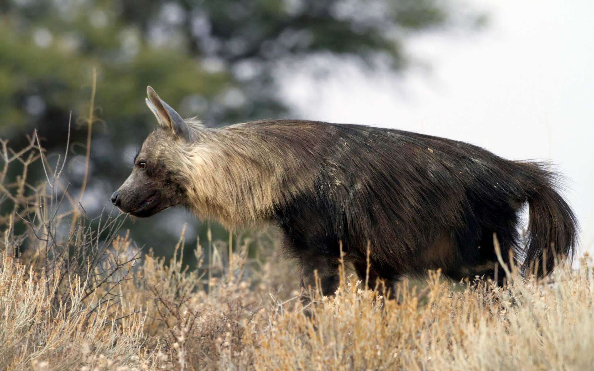Brown Hyena in Kgalagadi Transfrontier Park | Photo: Angelika via Getty