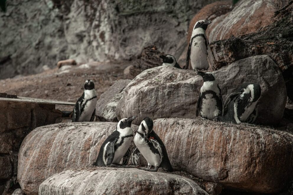 African Penguins | Photo: Aliaksei Semirski via Getty