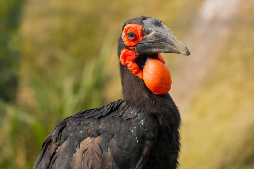 Southern Ground Hornbill | Photo: HarryKolenbrander via Getty