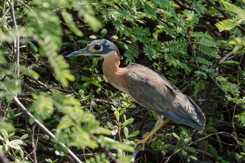 White-Backed Night Heron | Photo: Bobby Bradley