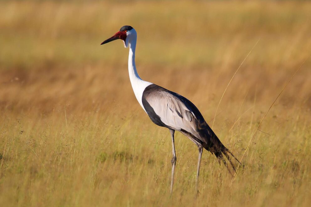 Wattled Crane | Photo: Costa Frangeskides via Getty