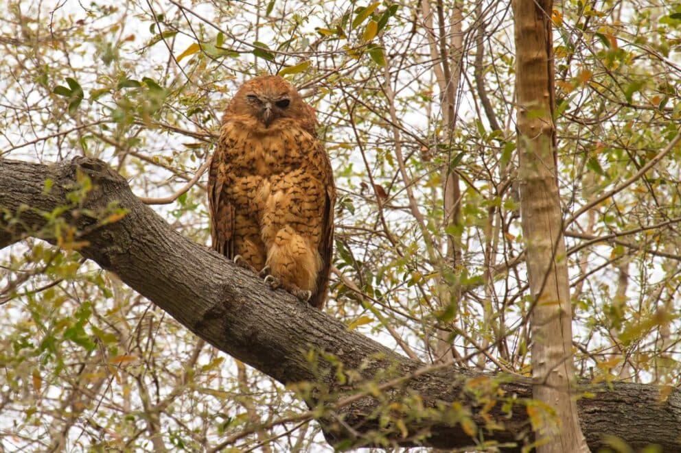 Pel's fishing owl | Photo: Angelika via Getty