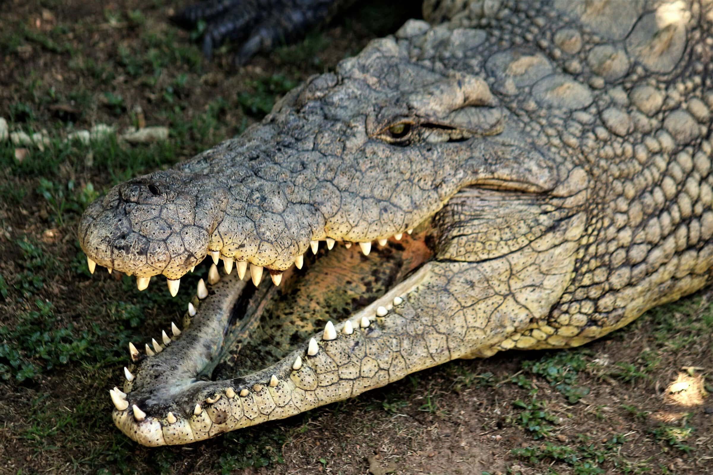 A nile crocodile smiling
