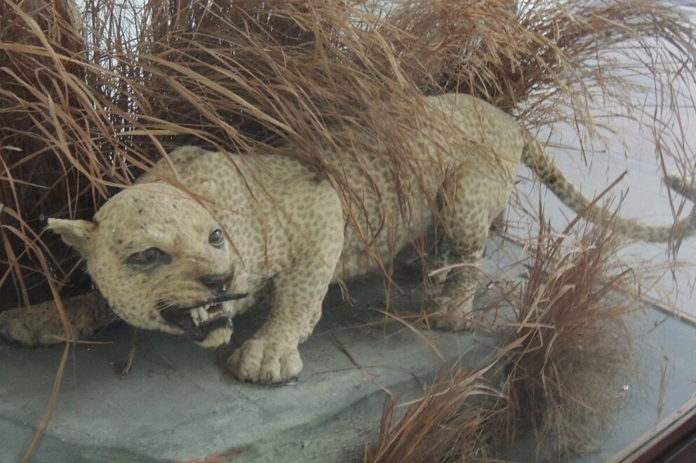 Mounted Zanzibar leopard in the Zanzibar Museum