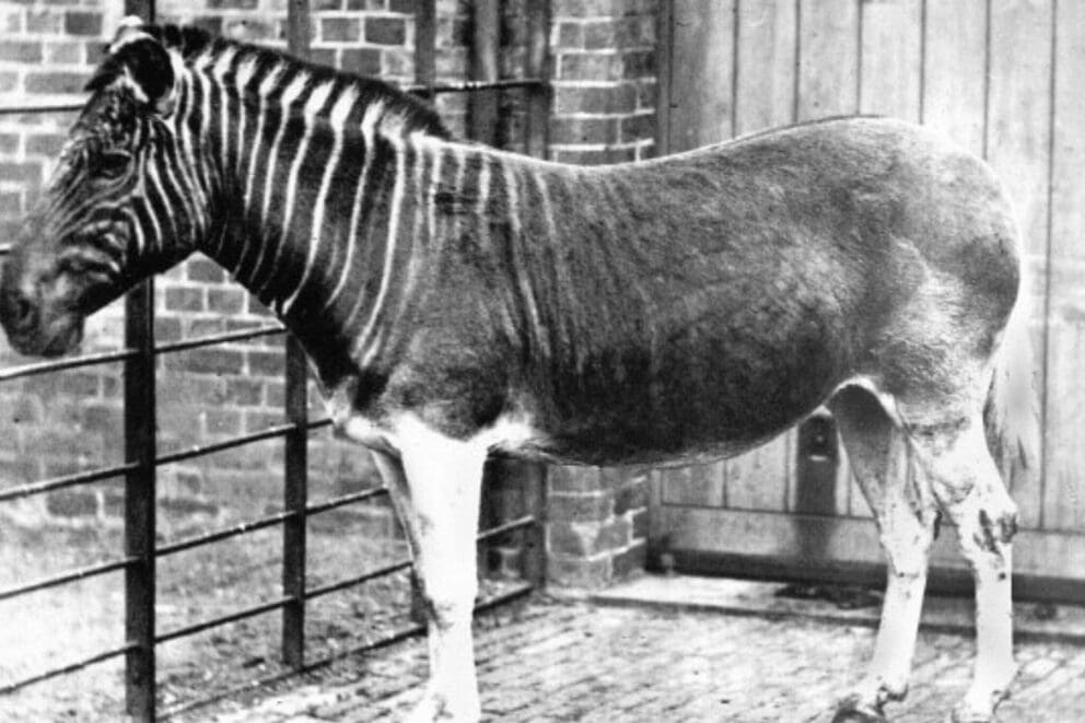 One of the only known photographs of a Quagga taken at the London Zoo