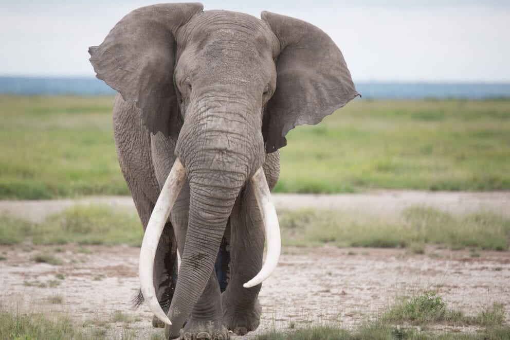 Tusker elephant identified in Amboseli, Kenya
