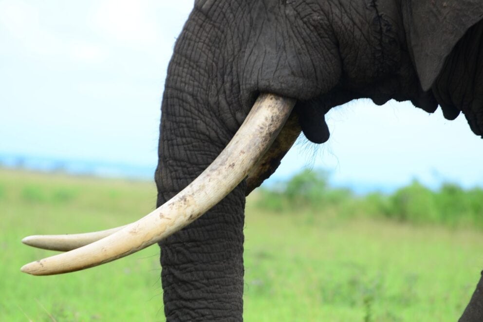 Up close shot of elephants mouth, tusks and trunk