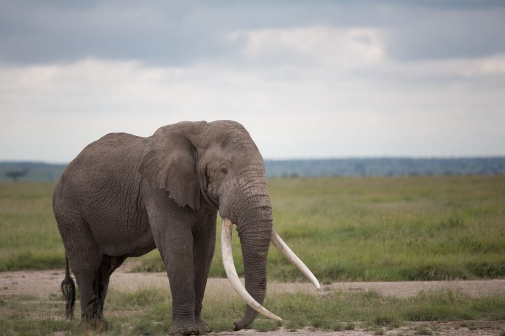 Tusker elephant as seen in Amboseli, Kenya 