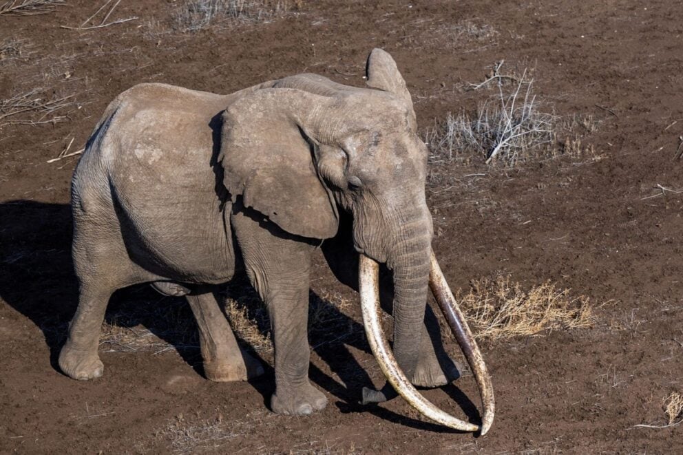 BA1 the elephant as seen in an aerial shot. 