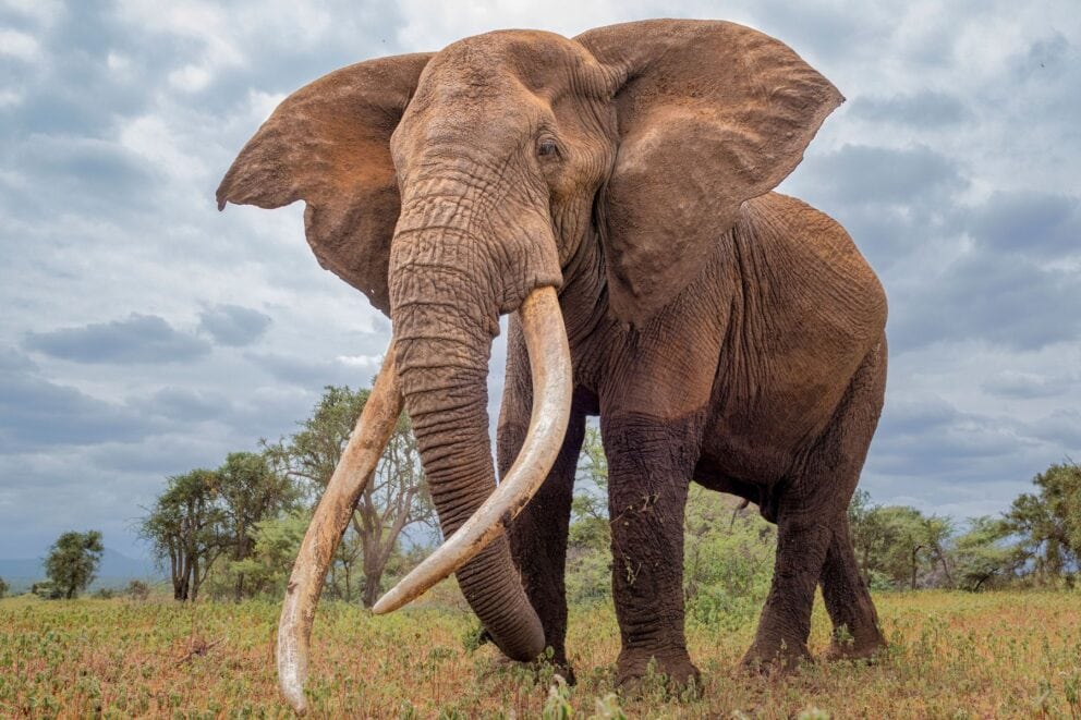 Craig the tusker elephant as photographed from the ground with a grey sky in the background