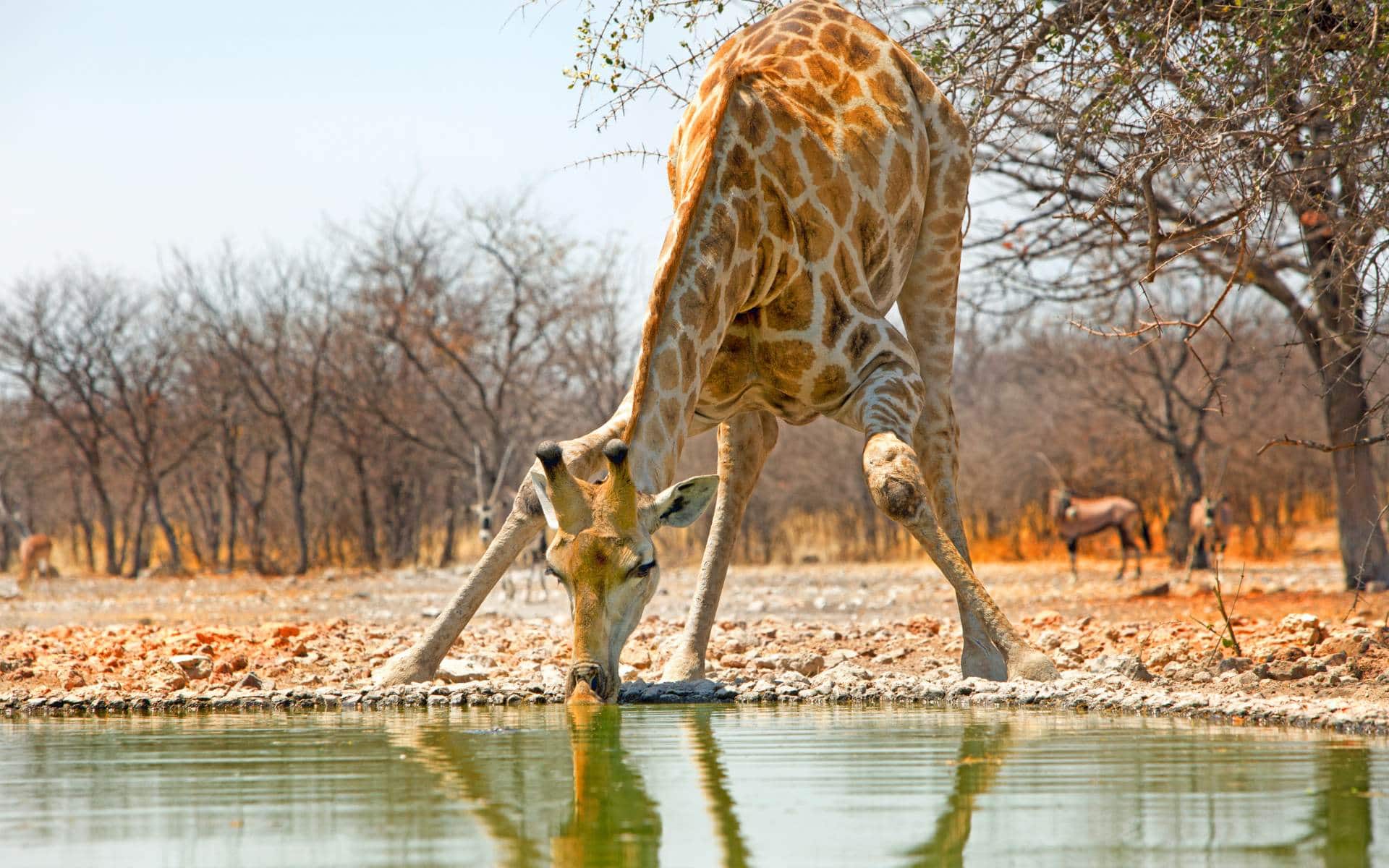 Giraffe having a drink at a waterhole in the Ongava Private Game Reserve | Photo: paulafrench via Getty