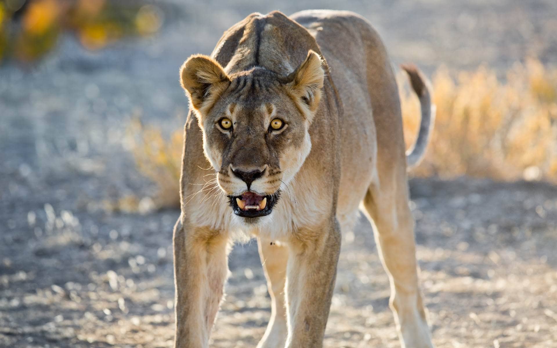 Lioness ready to pounce in the Ongava Private Game Reserve