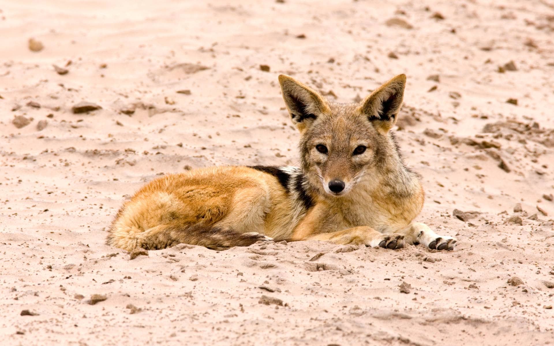 Jackal resting on the beach of the Skeleton Coast, Namibia