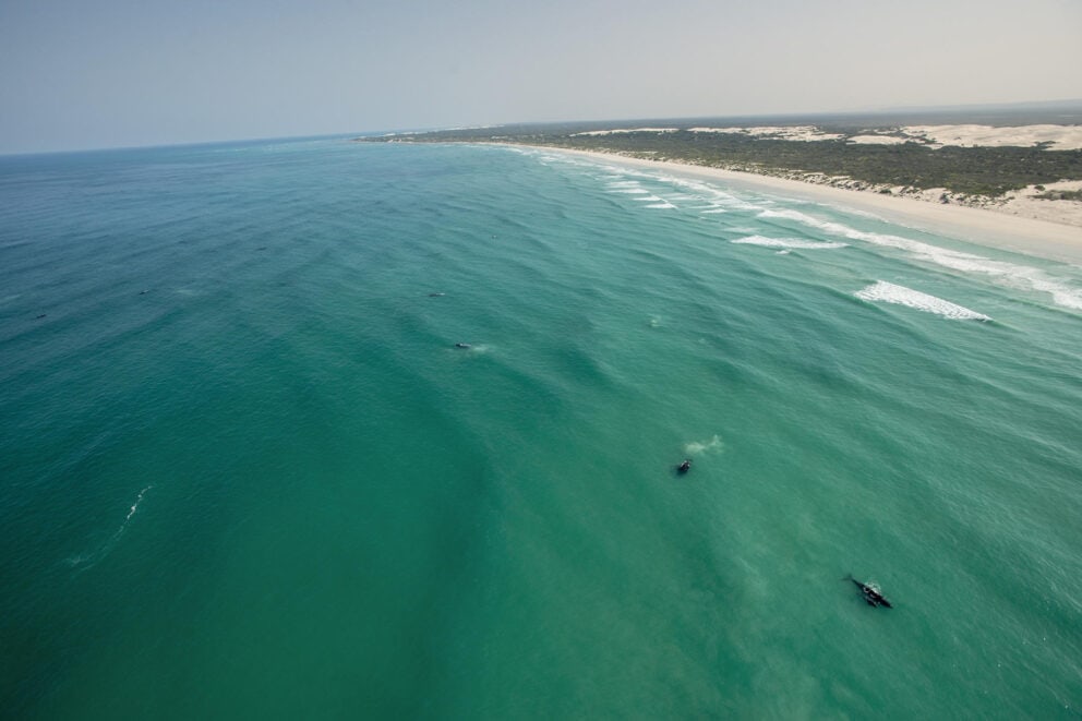 Aerial view of whales in the protected marine area at De Hoop Nature Reserve.