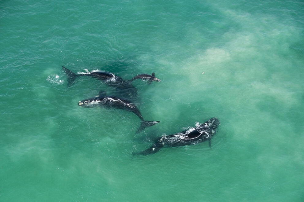Aerial view of a pod of whales in De Hoop Nature Reserve, South Africa.