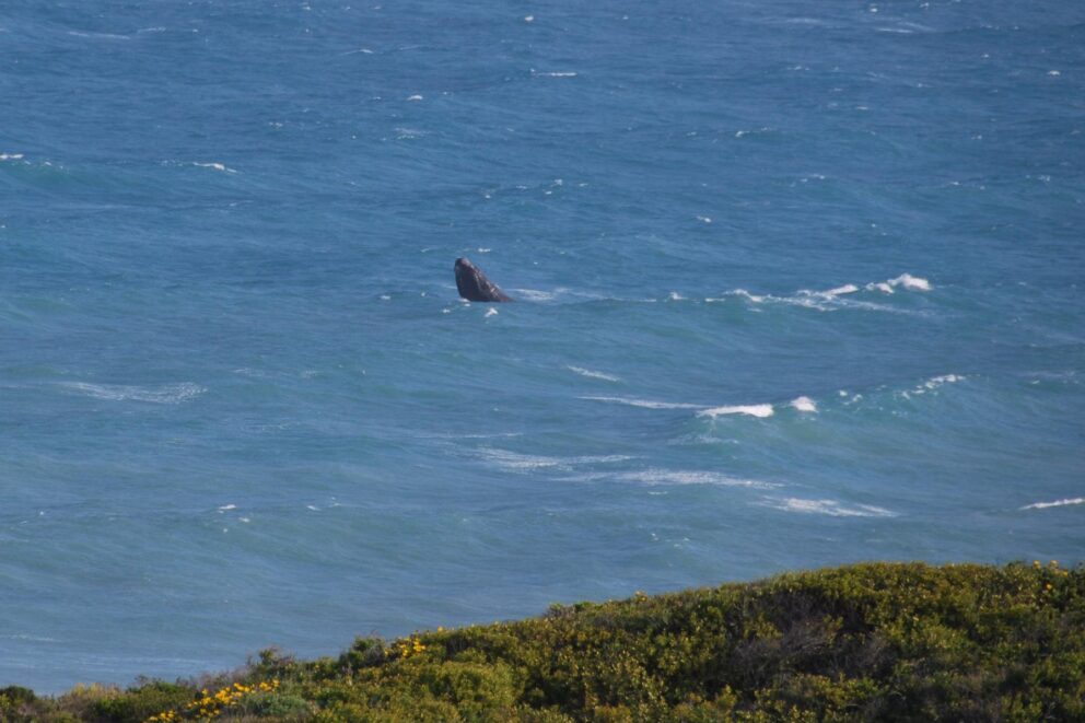 A whale spotted in the distance from De Hoop Nature Reserve, South Africa.